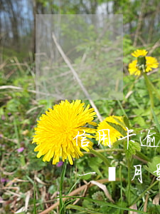 信用卡逾期一個月會有不良征信嗎(逾期不到一個月影響征信嗎)