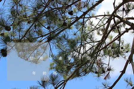 信用卡逾期一個月有啥后果(有信用卡逾期一年的嗎)