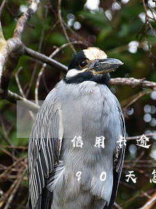 信用卡逾期一個月未滿90天(欠信用卡超過90天怎么辦)