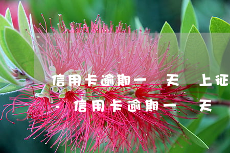 信用卡逾期一兩天會上征信嗎興業(yè)-信用卡逾期一兩天會上征信嗎興業(yè)銀行
