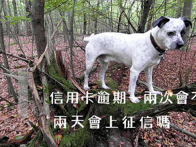 信用卡逾期一兩次會不會上征信(信用卡逾期兩天會上征信嗎)