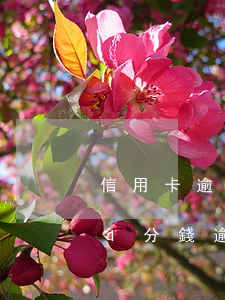 信用卡逾期一分錢沒有回怎么處理-信用卡1分錢逾期