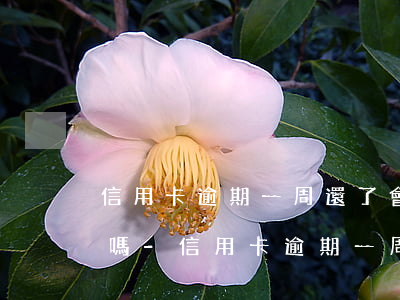 信用卡逾期一周還了會(huì)影響征信嗎-信用卡逾期一周還了會(huì)影響征信嗎知乎