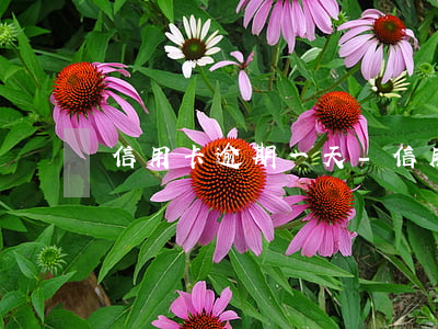 信用卡  逾期一天-信用卡逾期一天罰息多少