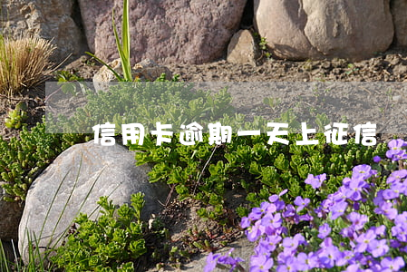 信用卡逾期一天上征信記錄嗎