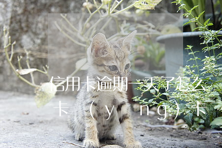 信用卡逾期一天了怎么養(yǎng)卡(以卡養(yǎng)卡還是逾期慢慢還)