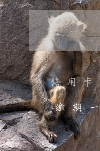 信用卡逾期一天可以減免滯納金嗎-信用卡逾期一天可以減免滯納金嗎是真的嗎