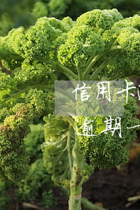 信用卡逾期一天可以申請消除嗎微信（信用卡逾期一天可以申請消除嗎）