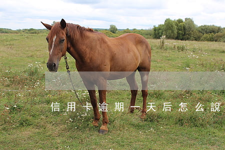 信用卡逾期一天后怎么說(shuō)