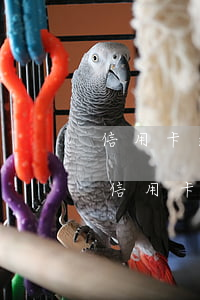 信用卡逾期一天多少錢會(huì)被起訴(信用卡1萬逾期會(huì)起訴嗎)