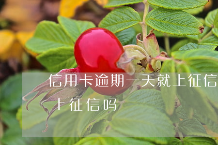 信用卡逾期一天就上征信了吗(逾期一天就要上征信吗)