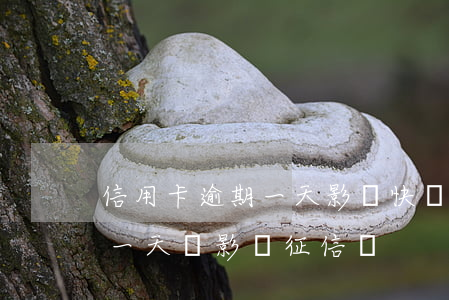信用卡逾期一天影響快貸(建設銀行快貸逾期一天會影響征信嗎?)