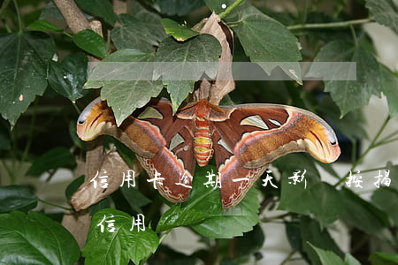 信用卡逾期一天影響按揭嗎(逾期一天會影響信用嗎)
