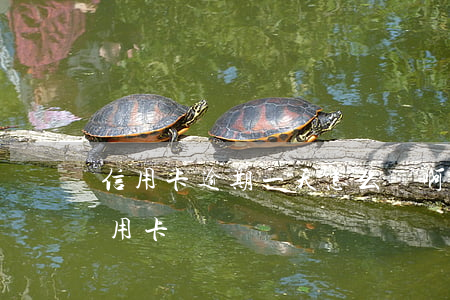 信用卡逾期一天怎么辦啊(逾期一天還能辦信用卡嗎)