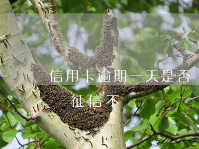 信用卡逾期一天是否會影響征信 逾期一天影響征信不