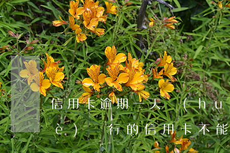 信用卡逾期一天會(huì)好嗎(哪個(gè)銀行的信用卡不能逾期一天)