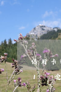 信用卡逾期一天會(huì)罰款嗎 信用卡1萬逾期一天罰多少