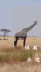 信用卡逾期一天會影響公積金貸款嗎-信用卡逾期一天會影響公積金貸款嗎
