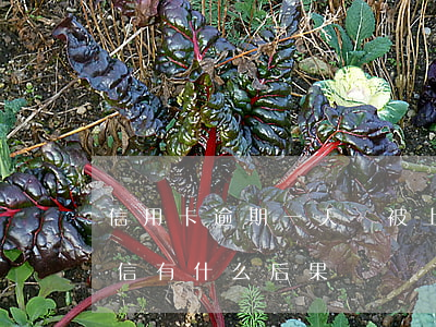 信用卡逾期一天會被上征信嗎(逾期一天上征信有什么后果)