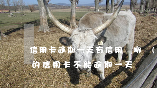 信用卡逾期一天有信用嗎(哪個(gè)銀行的信用卡不能逾期一天)