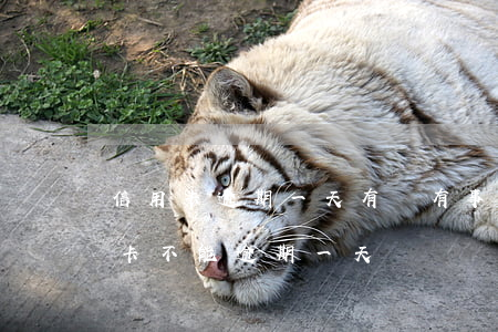信用卡逾期一天有沒有事啊(哪個銀行的信用卡不能逾期一天)