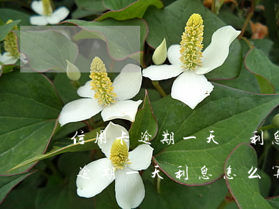 信用卡逾期一天罰利息了上征信嗎-信用卡 逾期一天 利息怎么算的