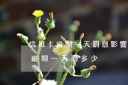 信用卡逾期一天罰息影響征信不(信用卡1萬逾期一天罰多少)