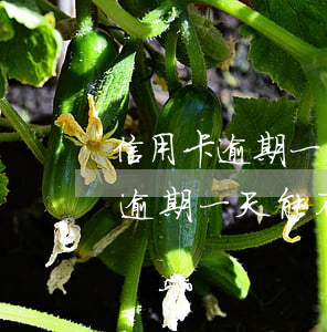 信用卡逾期一天能不能還最低金額-信用卡逾期一天能不能還最低金額的錢