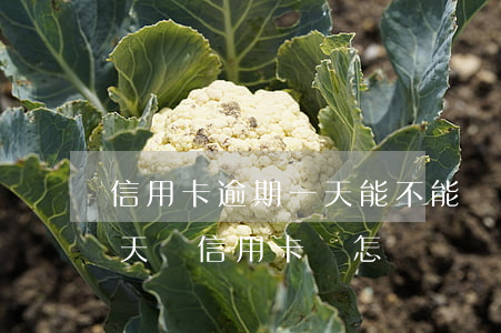 信用卡逾期一天能不能還最低金額-逾期一天還信用卡會怎樣