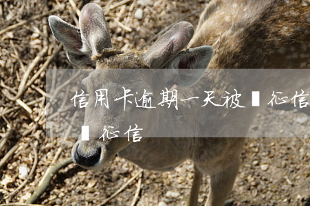 信用卡逾期一天被罰征信(信用卡逾期一天被罰征信)