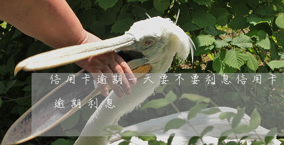 信用卡逾期一天要不要利息(信用卡 逾期罰息 逾期利息)