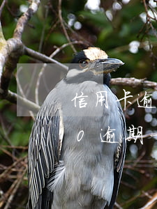 信用卡逾期一天费用是多少(信用卡14000逾期一天多少违约金)