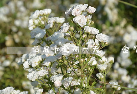 信用卡逾期一天違約金可以免除嗎
