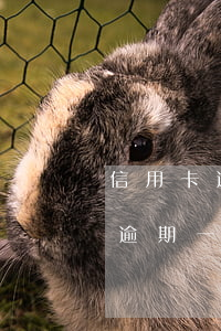 信用卡逾期一天還可以最低還款嗎-信用卡逾期一天還可以最低還款嗎?