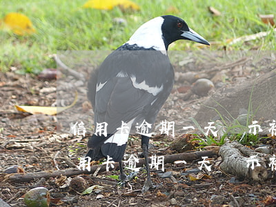 信用卡逾期一天顯示被凍結(jié)了（信用卡逾期一天顯示被凍結(jié)了）
