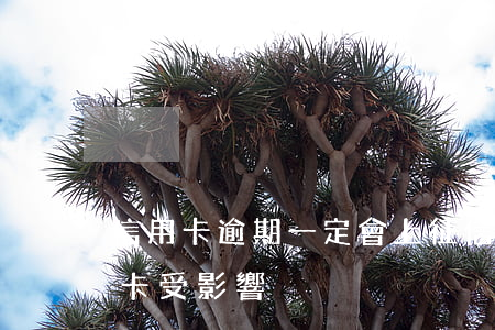 信用卡逾期一定會上征信嗎(逾期上征信信用卡受影響)