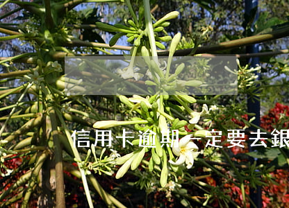 信用卡逾期一定要去銀行還款
