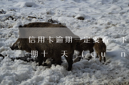 信用卡逾期一定要看一下嗎(不小心信用卡逾期十幾天關(guān)系大嗎)