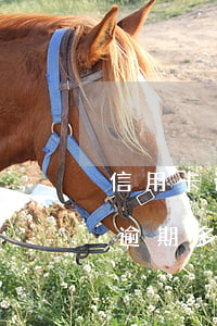 信用卡逾期一年4000會被告(信用卡4萬逾期多久會被起訴)