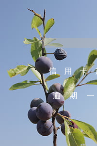 信用卡逾期一年一次性還清還能用嗎(信用卡逾期一年一次性還清還能用嗎)