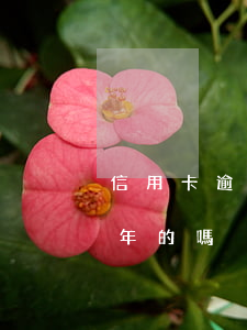 信用卡逾期一年了怎么上岸(有信用卡逾期一年的嗎)