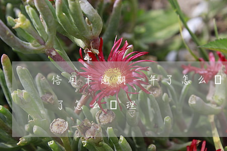 信用卡逾期一年了怎么處理(信用卡逾期一年了怎么處理)