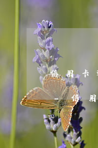 信用卡逾期一年了銀行不給協(xié)商-信用卡逾期一年了銀行不給協(xié)商怎么辦