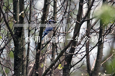 信用卡逾期一年今額小