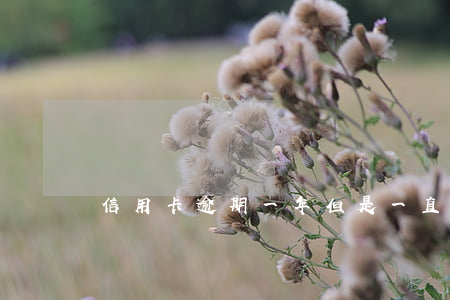 信用卡逾期一年但是一直在還款