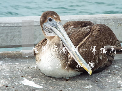 信用卡逾期一年(信用卡逾期一年多久能恢復(fù)征信)