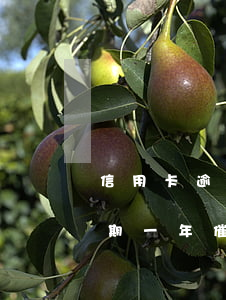 信用卡逾期一年催收先讓還本金-信用卡逾期一年催收先讓還本金嗎