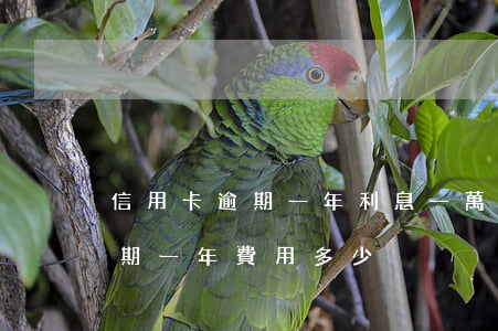 信用卡逾期一年利息一萬二(兩萬的信用卡逾期一年費用多少)