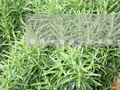 信用卡逾期一年半怎么辦