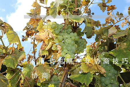 信用卡逾期一年协商技巧(逾期很久的信用卡协商)